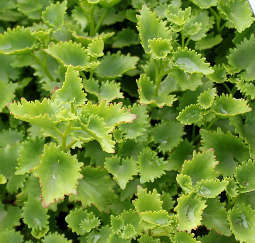 Image of Hylotelephium populifolium specimen.