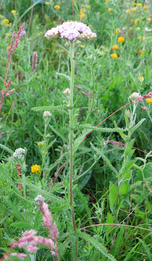 Изображение особи Achillea asiatica.