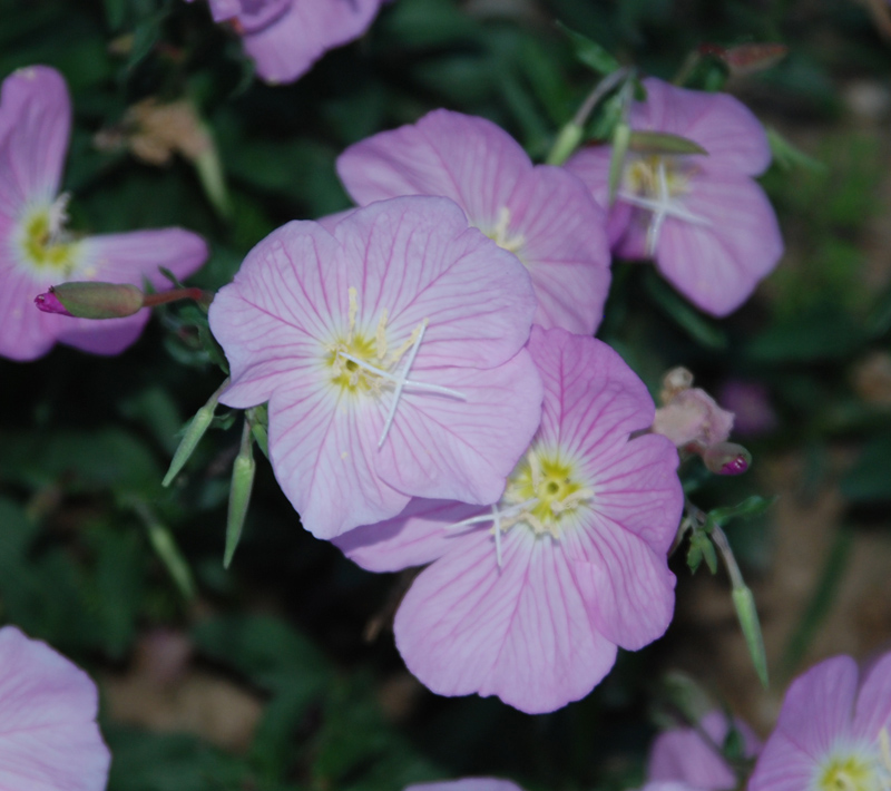 Image of Oenothera speciosa specimen.