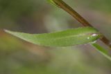 Erigeron politus. Лист. Бурятия, Баунтовский эвенкийский р-н, окр. пос. Северный, долина р. Има, луг. 20.07.2013.