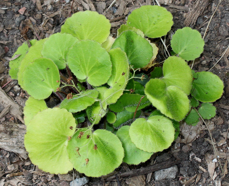 Image of Saxifraga hirsuta specimen.