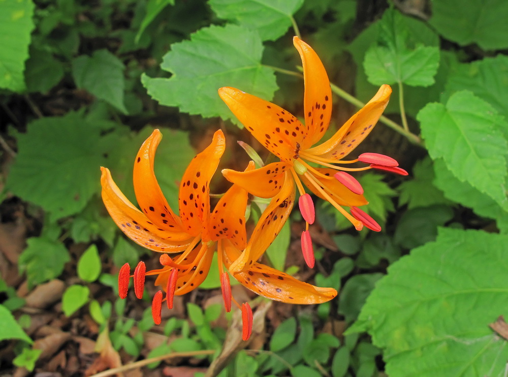 Image of Lilium distichum specimen.