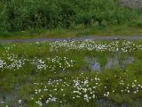 Eriophorum scheuchzeri. Отцветшие растения на заболоченной обочине дороги. Мурманская обл., Североморский р-н, окр. пос. Росляково. 28.06.2009.