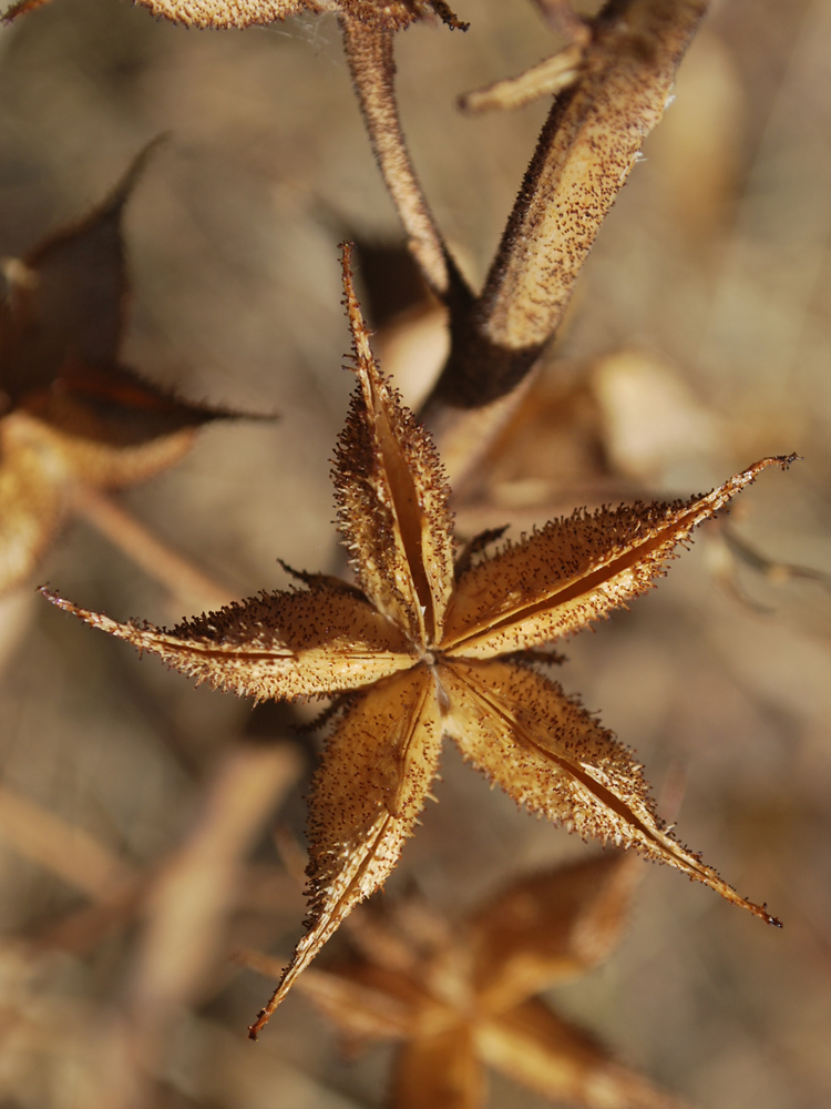 Image of Dictamnus angustifolius specimen.