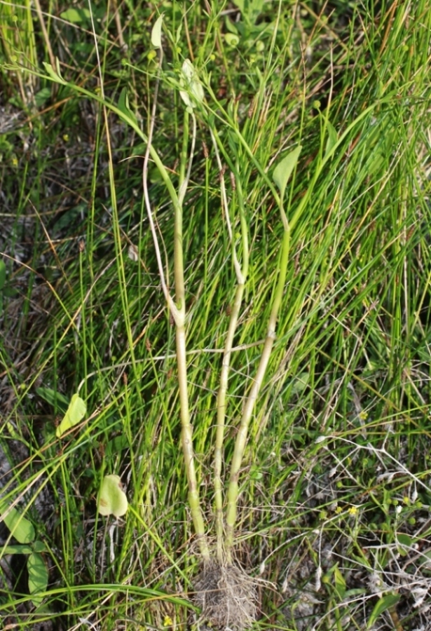 Image of Ranunculus ophioglossifolius specimen.