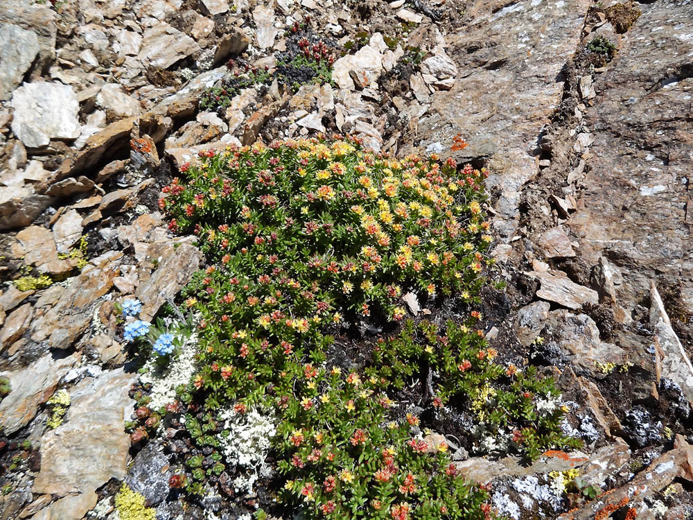 Изображение особи Rhodiola algida.