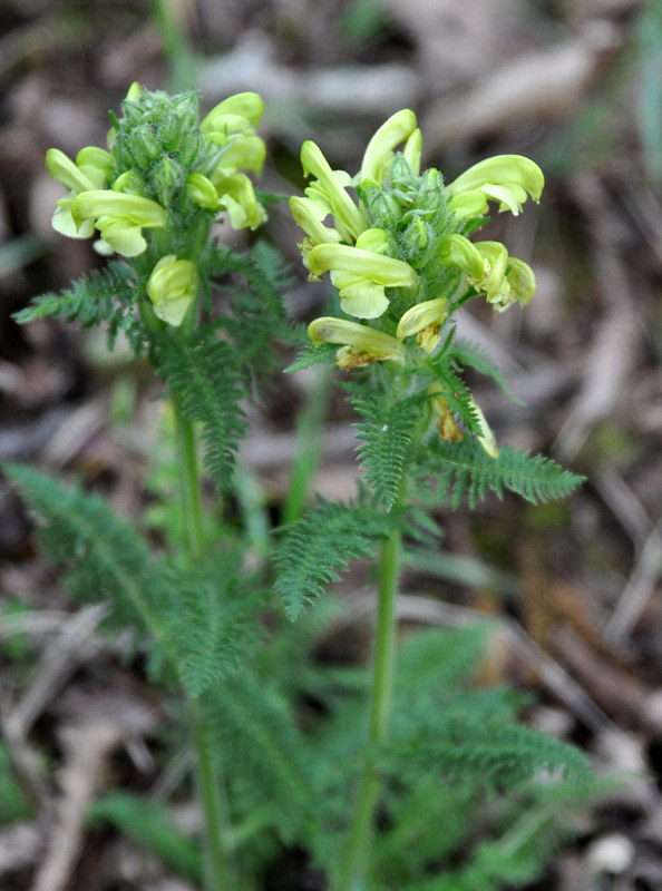 Image of Pedicularis sibthorpii specimen.