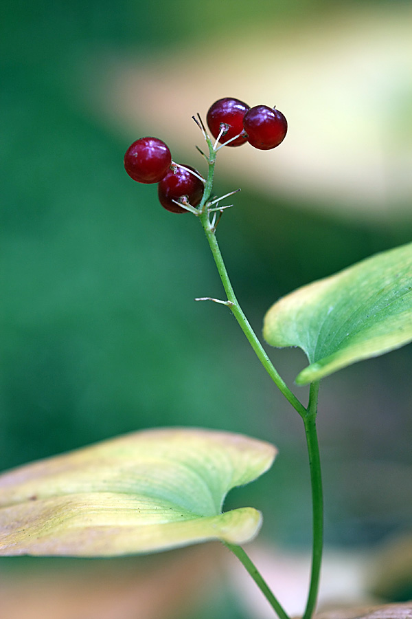 Image of Maianthemum bifolium specimen.