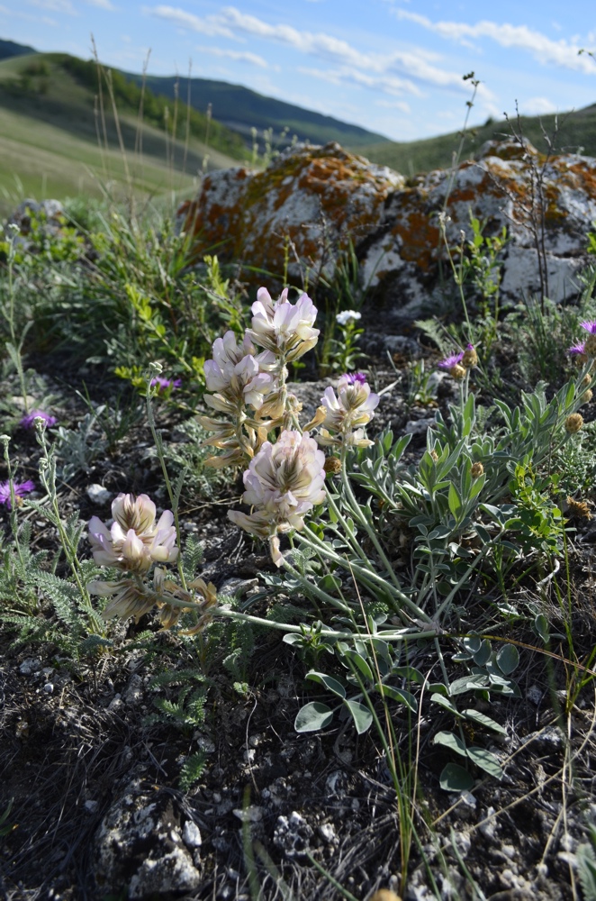 Изображение особи Hedysarum grandiflorum.