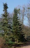 Abies lasiocarpa разновидность arizonica. Взрослые деревья. Германия, г. Дюссельдорф, Ботанический сад университета. 13.03.2014.