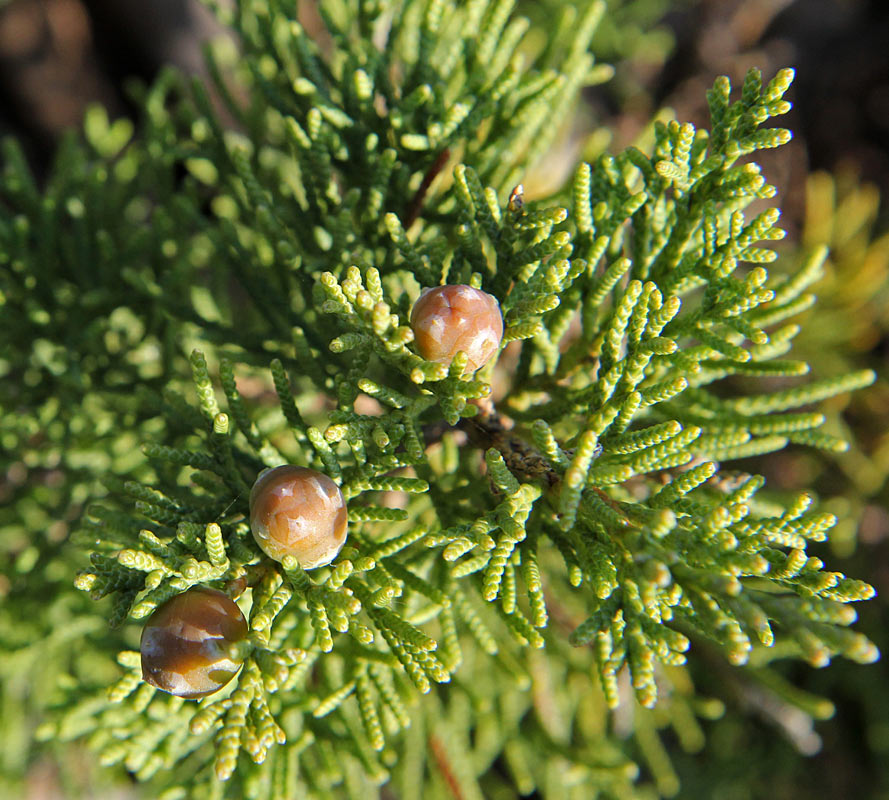 Image of Juniperus phoenicea specimen.