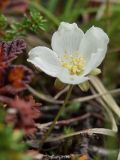 Rubus chamaemorus