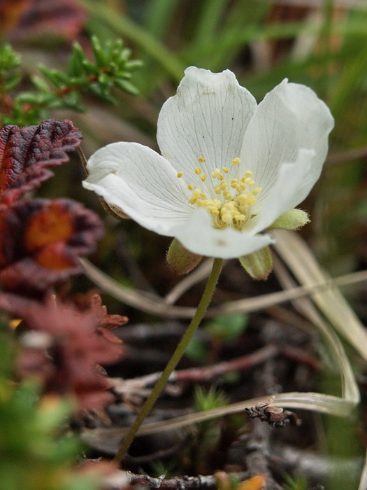 Image of Rubus chamaemorus specimen.