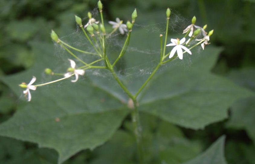 Изображение особи Diphylleia cymosa.