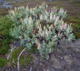 Salix lanata. Плодоносящее растение распластанной экоформы. Кольский п-ов, Восточный Мурман, Дальние Зеленцы, естественный тундровый северный склон, покрытый вороничным ковром. 16.07.2014.