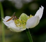 genus Anemone. Цветок с кормящейся мухой-журчалкой (Episyrphus). Германия, г. Дюссельдорф, Ботанический сад университета. 03.06.2014.