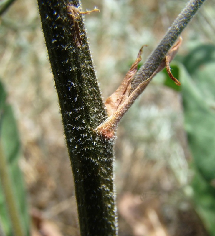 Image of Limonium coriarium specimen.