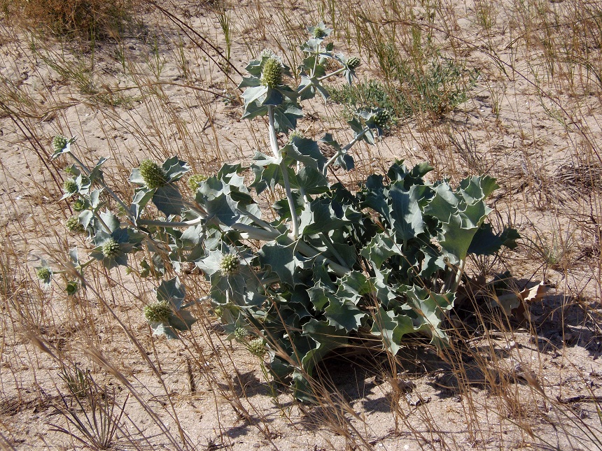 Image of Eryngium maritimum specimen.