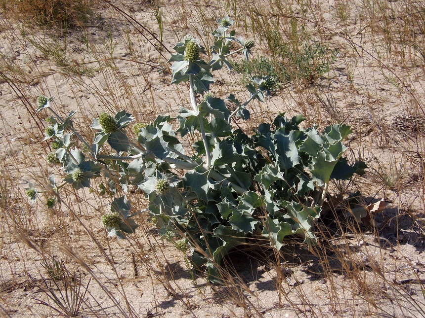 Изображение особи Eryngium maritimum.