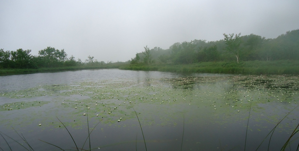 Image of Nymphaea tetragona specimen.