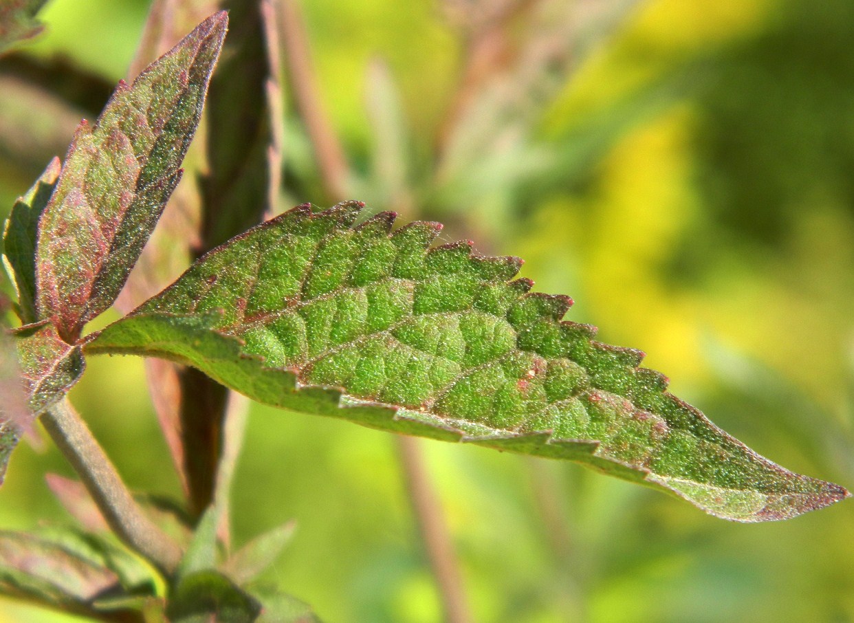 Image of Eupatorium cannabinum specimen.