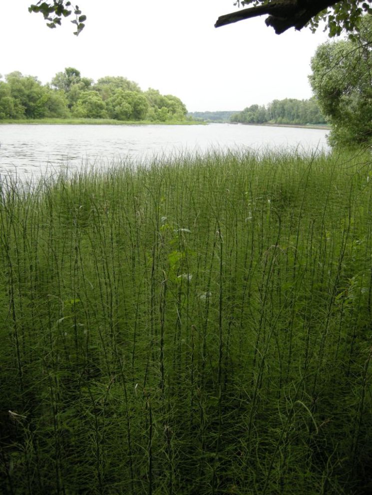 Image of Equisetum fluviatile specimen.