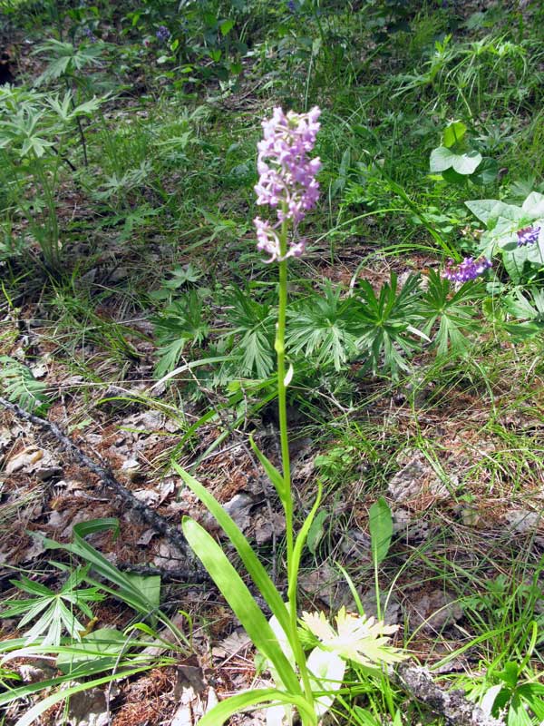 Image of Gymnadenia conopsea specimen.