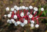 Actaea pachypoda