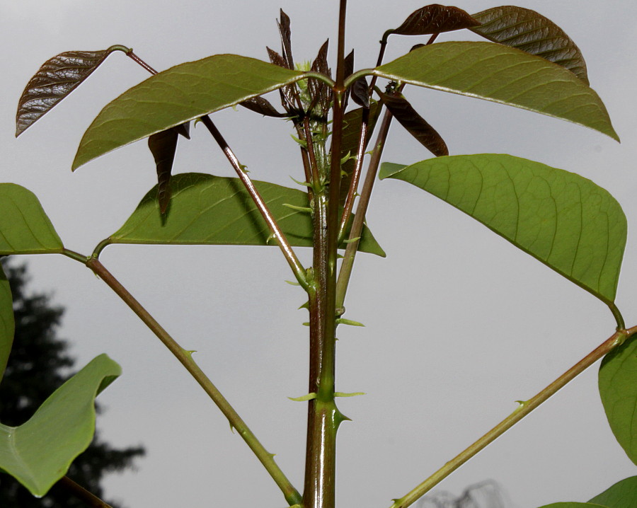 Изображение особи Erythrina crista-galli.