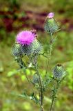 Cirsium vulgare. Верхушка цветущего растения. Хакасия, окр. с. Таштып. Начало августа 2009 г.