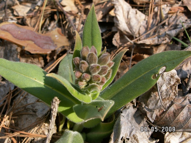 Image of Pulmonaria mollis specimen.