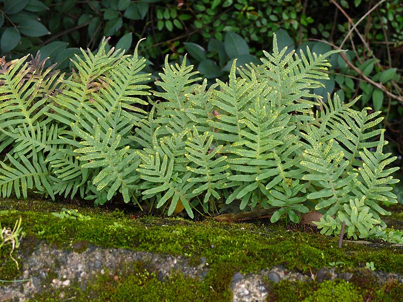 Image of Polypodium vulgare specimen.