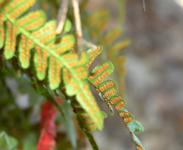 Image of Polypodium vulgare specimen.