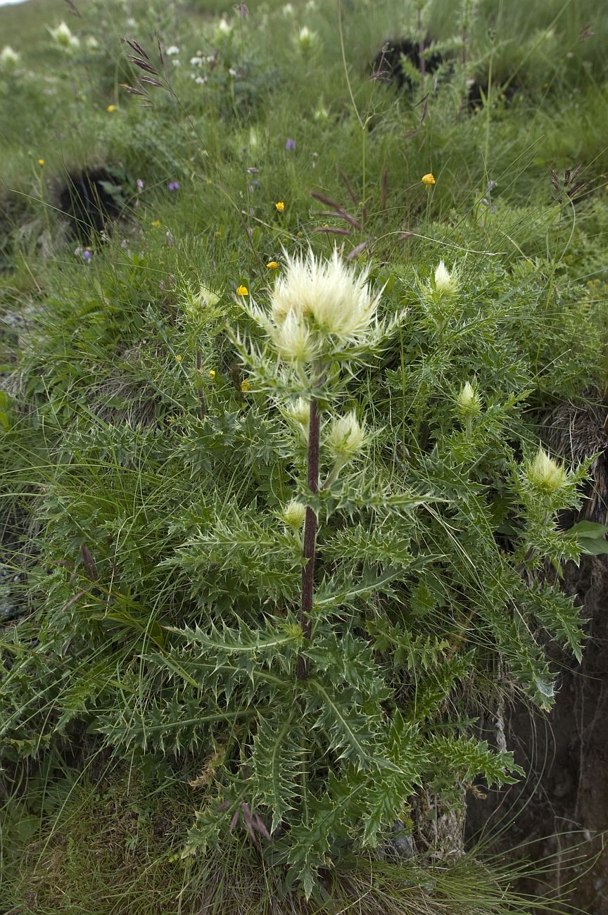 Image of Cirsium obvallatum specimen.