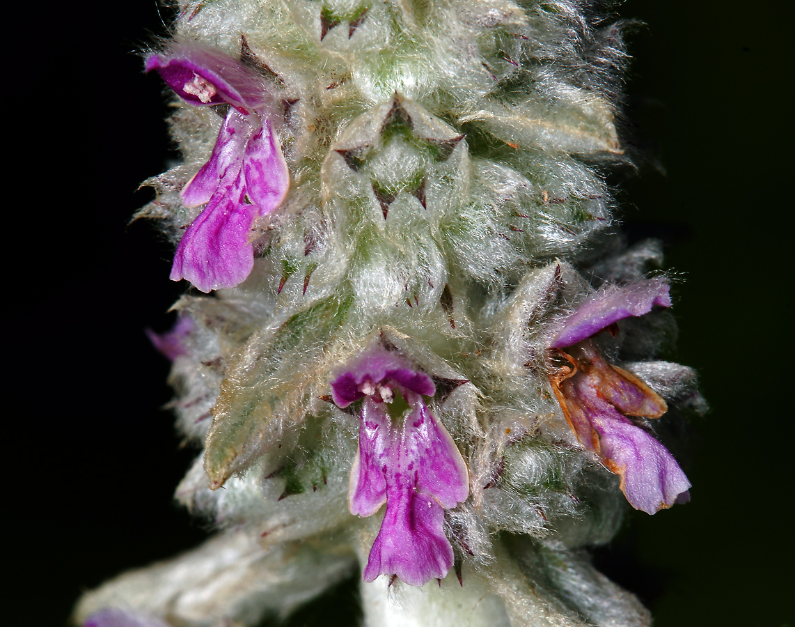 Image of Stachys byzantina specimen.