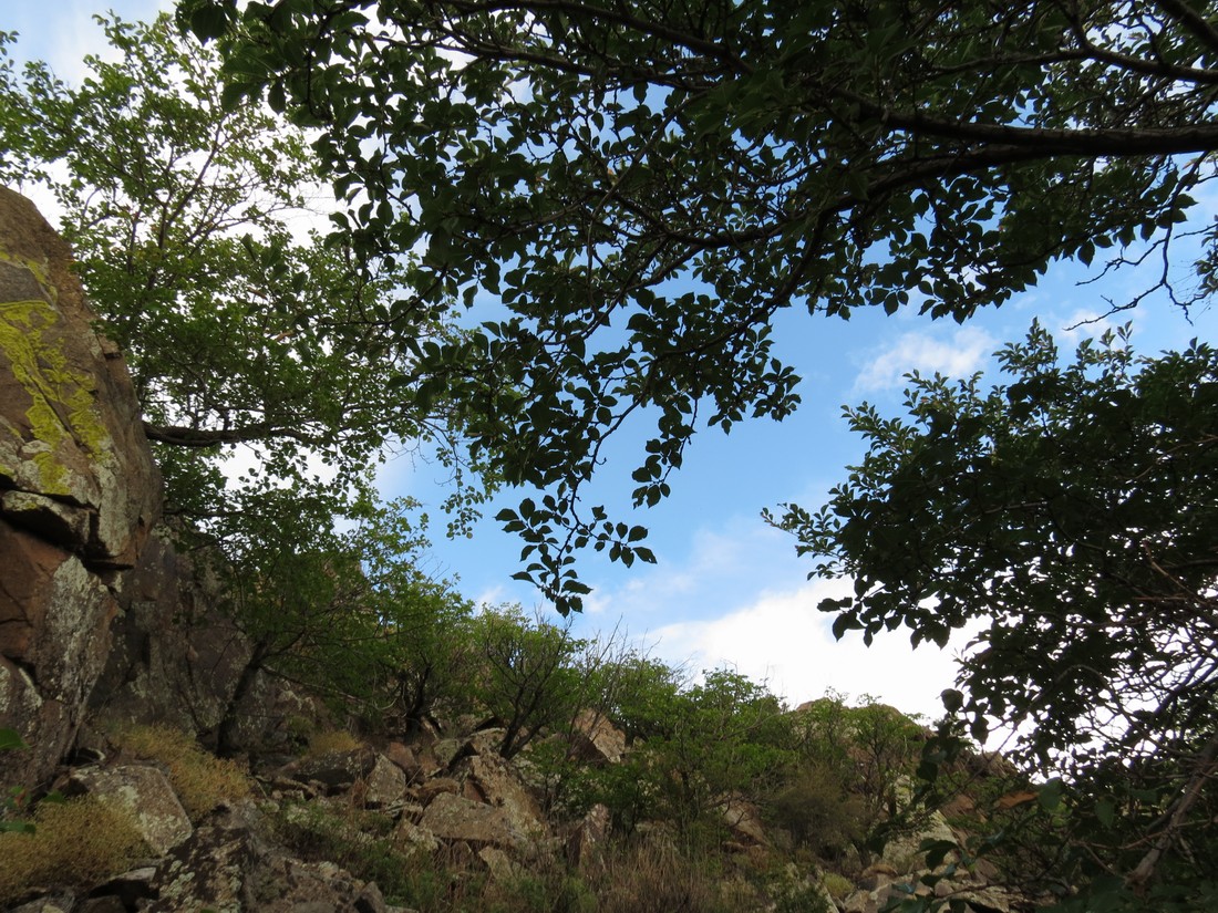 Image of Ulmus macrocarpa specimen.