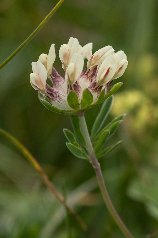 Image of Anthyllis biebersteiniana specimen.