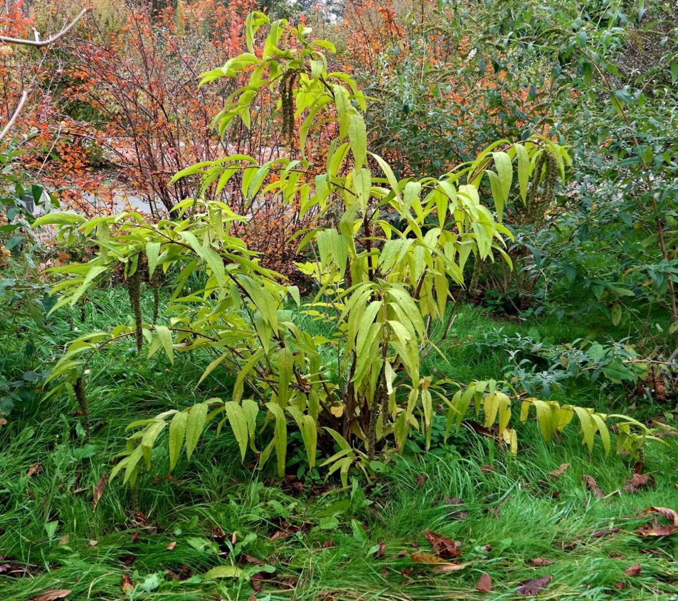 Image of Buddleja lindleyana specimen.