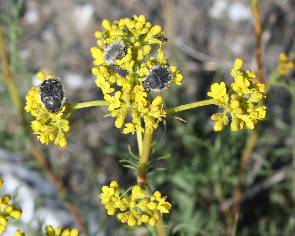 Image of Patrinia intermedia specimen.