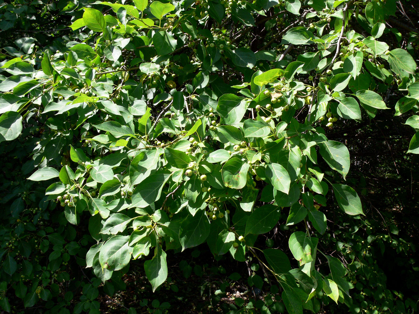 Image of Malus baccata specimen.