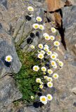 Tripleurospermum caucasicum. Цветущие растения. Карачаево-Черкесия, гора Мусса-Ачитара, каменистый склон (выс. около 3000 м н.у.м.). 31.07.2014.