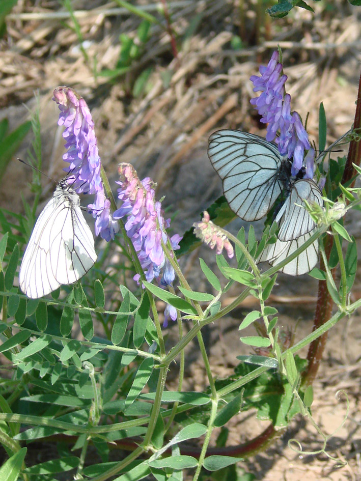 Image of Vicia cracca specimen.