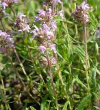 Thymus marschallianus. Соцветия. Ульяновская обл., Карсунский р-н, окр. с. Малая Кандарать, склон к р. Кандаратка, мергелисто-меловые выходы. 13 июня 2015 г.