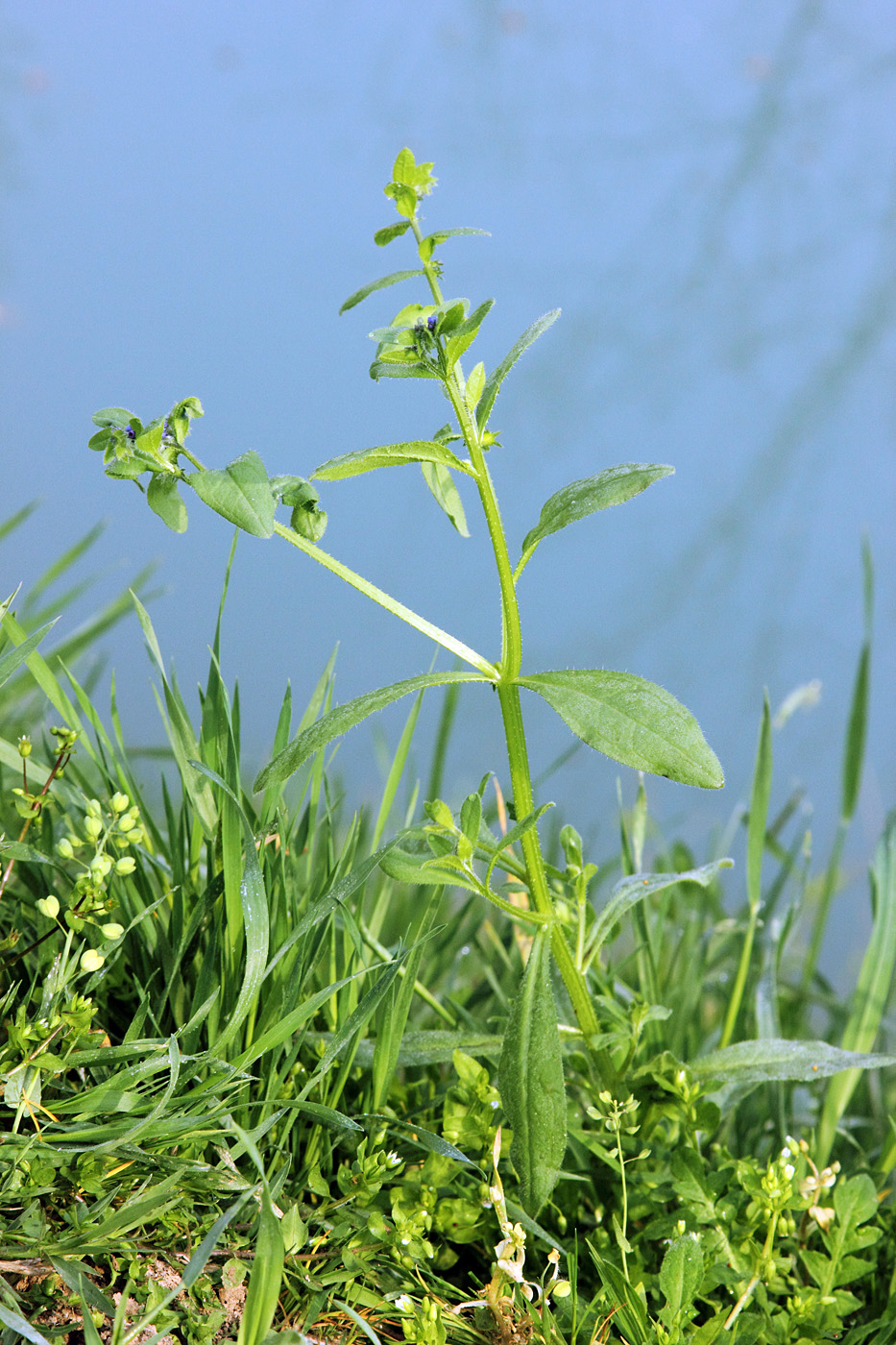 Изображение особи Asperugo procumbens.