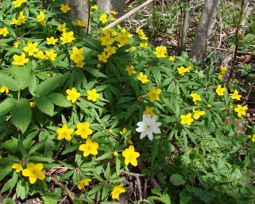 Image of Anemone ranunculoides specimen.