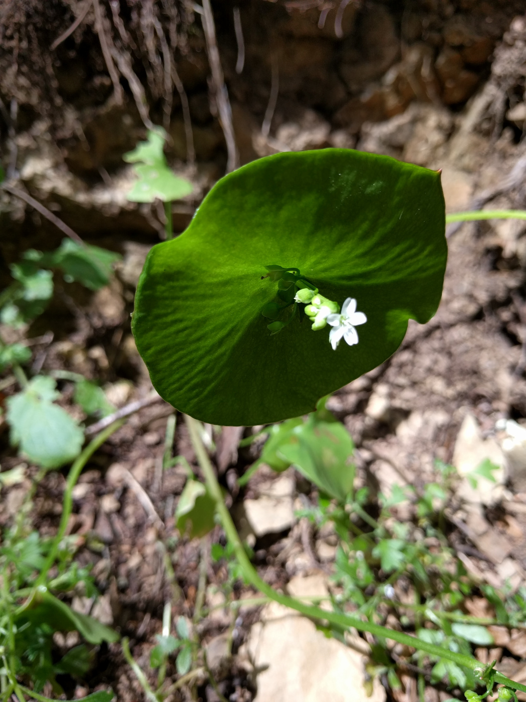 Image of Claytonia perfoliata specimen.