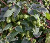 Humulus lupulus