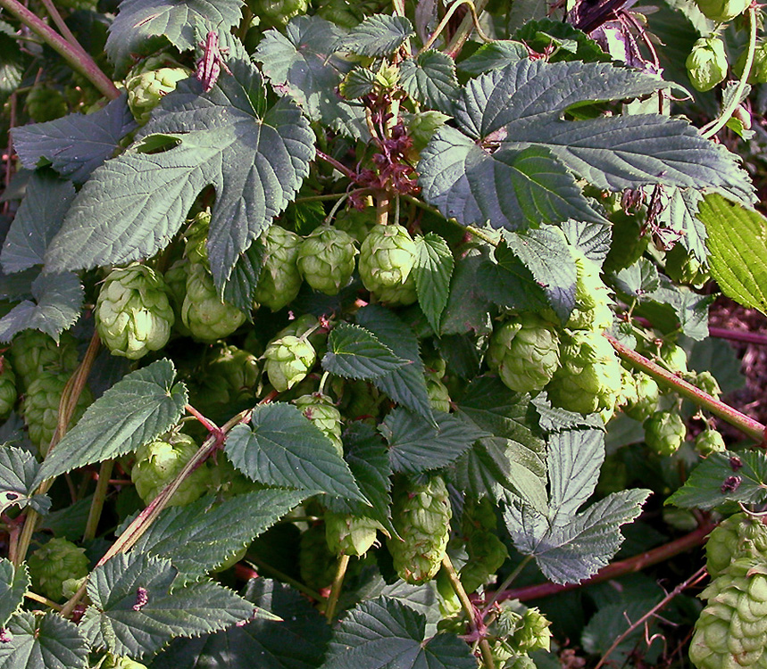 Image of Humulus lupulus specimen.