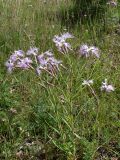 Dianthus superbus