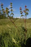 Phlomoides tuberosa